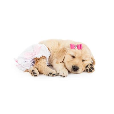 China Basics Dog Pee Diaper Puppy Nappy High Absorbency Disposable Pet Diapers Dogs Printed for sale