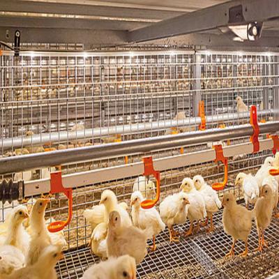 China Galvanisierter Stahlrahmen Hühnerhaus Schrauben Verbindung Stahlkonstruktion Geflügelställe zu verkaufen