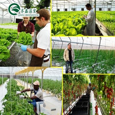 China PO Torre Jardim para Vegetais Frutas Flores Estufa Agrícola Económica à venda
