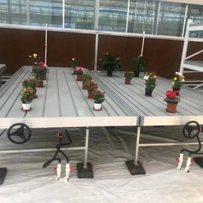 China Agricultura Tablas de flujo y reflujo Plantas hidropónicas Cultivo de semillas Banco rodante semillero con bandeja de abdominales en venta