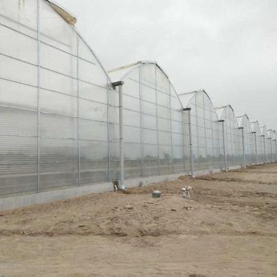 China Landbouw Polycarbonaatplaat kas Voor de tamatiehouderij Te koop