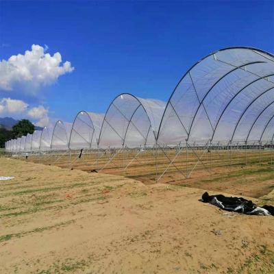 中国 ブルーベリー ストロベリー 花 低コスト 農業 トンネル 農業 温室 雨場 販売のため