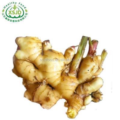 China Best Fresh Product Spice Fresh Ginger Chinese Fresh Ginger Organic Fresh Ginger for sale