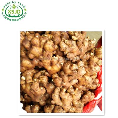 China New Fresh Cultured Quality Assurance Fresh Ginger Organic Fresh Ginger for sale