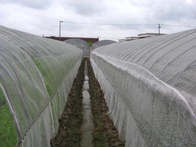 China Anti Insect Net 50x35mesh,growing and agriculture using,greenhouse using 50-140g/m2 0.5m-6m width black,white for sale