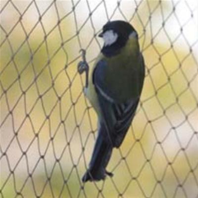 China Anti-bird Net,15-30mm opening,1m-25m width,black,white and green colour for sale