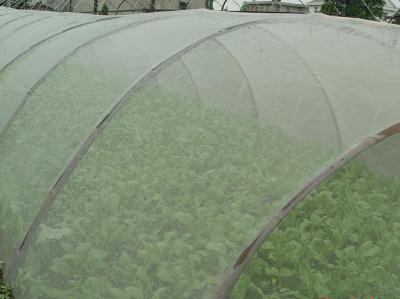 China Green House Using Anti-insect screen 40x25 mesh,PE Plant Anti Insect Net,Mosqutio Screen for sale