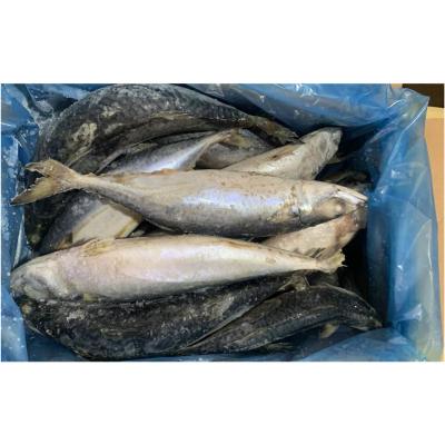 China Large Size Sea NATURE Sculpin New Packing Pacific Saba Sculpin New Pacific Mackerel for sale