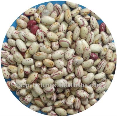 China American Oval Shape Spotted Light Dry Bush Beans / Cranberry Beans for sale