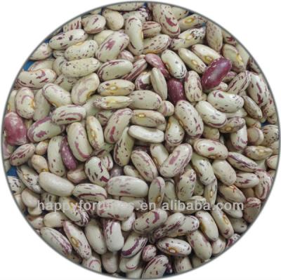 China 2016 Dry Crop Quality HPS Light Spotted Dwarf Beans Long Shape for sale