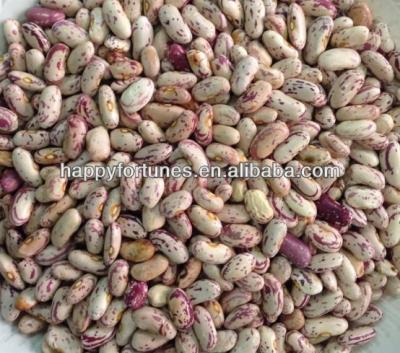 China Dried Light Spotted Kidney Beans, Rose Cocos Beans, Spotted Kidney Beans for sale