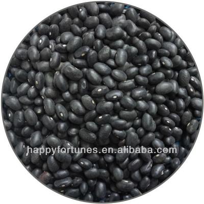 China Dried BEAN/Black Beans/Black Turtle Beans for sale