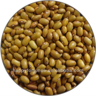 China Dried yellow kidney beans for sale