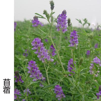 China for sale