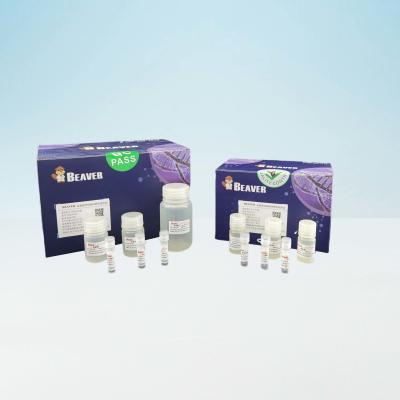 China Schnell BeaverBeads-Blut DNA Kit For Laboratory Use zu verkaufen