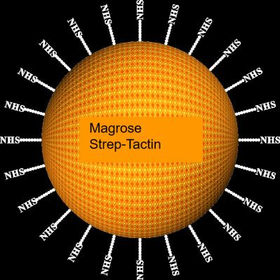 Κίνα Πρωτεϊνικός καθαρισμόςⅡ Magbeads 30-150 μm, αναλογία όγκου 10%, 50 μιλ. strep-ετικεττών αγαρόζης προς πώληση