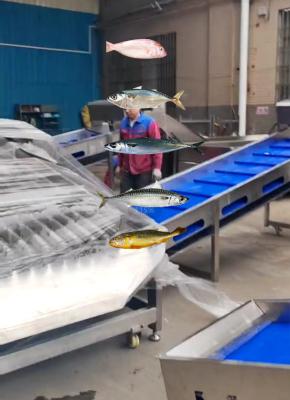 中国 Most Accurate Pelagic Fish Grading Line And Sorting Other Small Fish With Automatic 販売のため