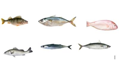 中国 One Complete Set Fish Grading Line For Sorting Many Kinds Ocean Fish 販売のため