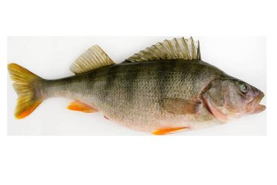 Chine Most Styles Automatic Fish Grading Machine And Sizing Fish With High Stable à vendre