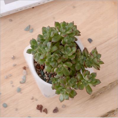 China Modern Simple White Creative Triangular Inverted Succulent Trapezium Ceramic Desk for sale