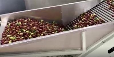 Cina Vaglio delle giuggiole 220V di acciaio al carbonio che ordina la linea di produzione in vendita
