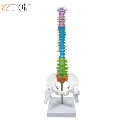 China 1 pc 45cm color human spine model, vertebrae column model, removable pelvic for sale