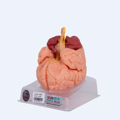 China General Doctor Hospital Anatomical Brain Model GD/A18201 for sale
