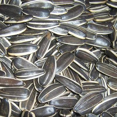 China Handpicked Delicious Raw Sunflower Kernels Low Calorie 100% Green Foods for sale