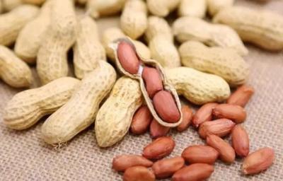 China Original Materials Peanuts Raw Nuts Hard Texture Crispy Taste Good For Stomach for sale