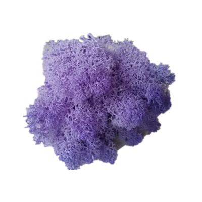 China Natural Touch Preserved Flower Preserved Moss For Wedding Wall Decoration for sale