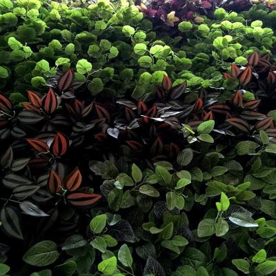 China Various Plastic Wall Decor Shopping Mall Store Plastic Artificial Grass Moss Green Antifading Healthy Wall for sale