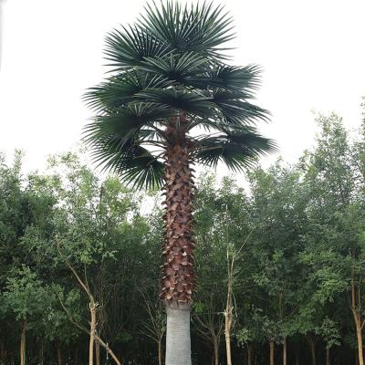 China Eco-Friendly Outdoor Realistic Tall Trunks Plastic Palm Trees for sale