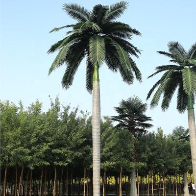 China High immitation environmental friendly antifading customize decorative royal palm tree, artificial plastic palm tree for outdoor for sale