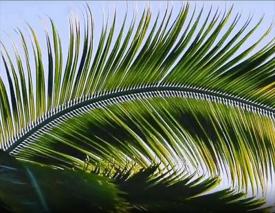 China Anti-UV Windproof Anti-UV Windproof, Artificial Fire Retardant Palm Leaf For Decoration for sale