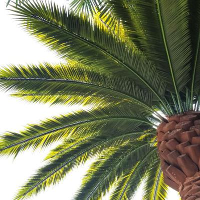 China Environmentally Friendly Anti-fading Anti-UV Anti-fading Plastic Royal Artificial Date Palm Coconut Tree Palm Leaves for sale