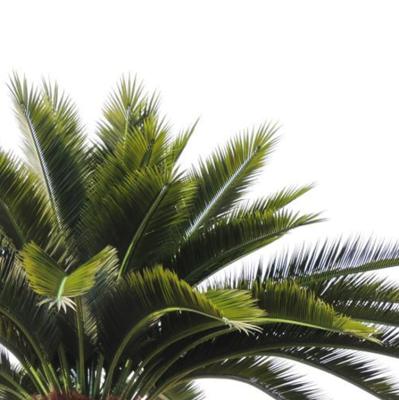 China More lasting years. Outdoor Anti-UV Imitation Tall Artificial Palm Leaves Palm Fronds, Artificial Green Tropical Coconut Leaves for sale