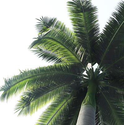 China Environmentally Friendly Anti-UV Anti-fading Anti-fading Royal Palm Tree Artificial Outdoor Leaves, Artificial Coconut Tree Leaves for sale