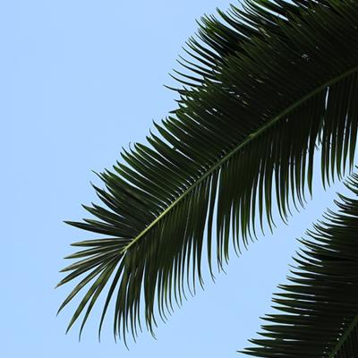 China More lasting years. High imitation fresh plastic outdoor palm tree replaceable or artificial royal palm leaves, artificial coconut tree leaves for sale