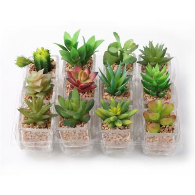 China Korea Modern Succulent Plants We Export Succulent Plants Garden Mini Artificial Succulent Plant for sale