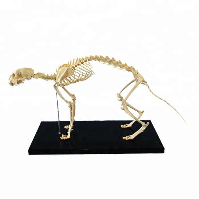 China Medical Animal Skeleton Cat Skeleton Model For Teaching Model for sale