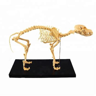 China Human Biology Medical Teaching Animal Dog Canine Skeletal Model for sale