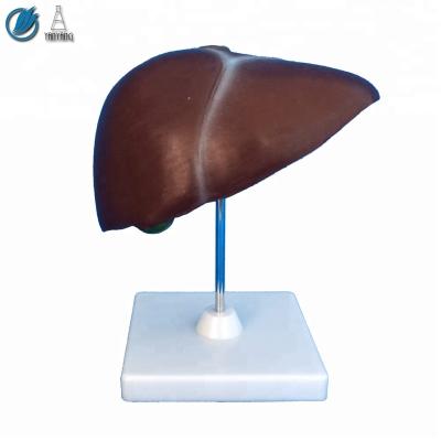 China Liver Medical Human Life Size Human Structure Model for sale