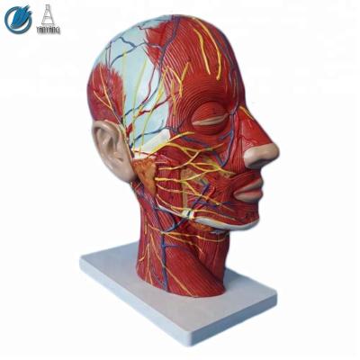 China Medical Human Plastic Facial Massager Anatomical Model For Medical Teaching for sale