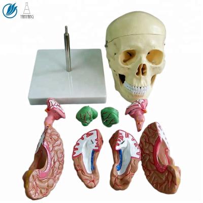 China 8 Parts Plastic Brain Model Anatomical Head Medical for sale