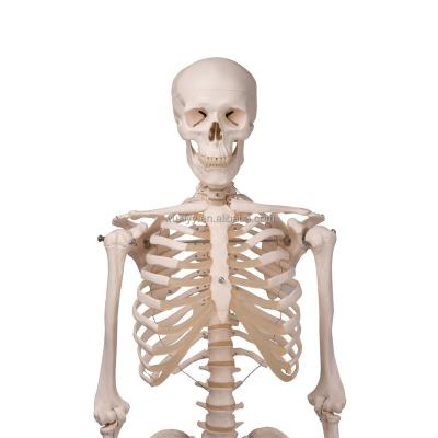 China 180cm Teaching Aid Human Structure Skeleton Model Manufacturer for sale