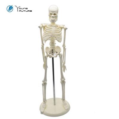 China Teaching Aid Halloween Gifts 175CM Human Skeleton Model for sale