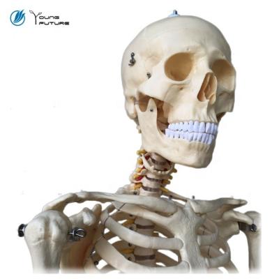 China Teaching aid anatomy medical human skeletal model training nursing manikin, cpr manikin for sale