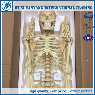 China Teaching aid human skeleton model Stan, on 5 foot roller pelvic mounted standl for sale