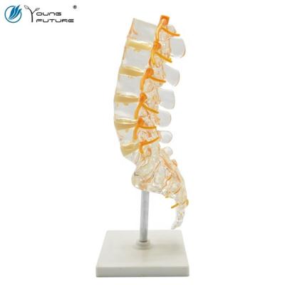 China Vertebra coccyx lumbar and sacrum medical human model for sale