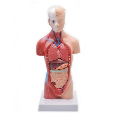 China 28cm medical size human torso anatomical model for sale